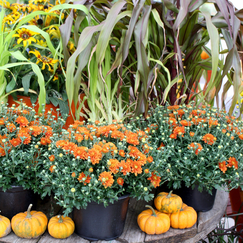 Chrysanthemum x morifolium Orange/Bronze Mums, 8 Inch Annual