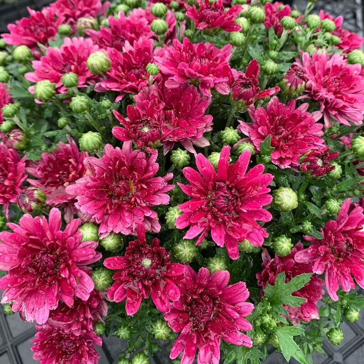 Chrysanthemum x morifolium Purple Mums, 8 Inch Annual