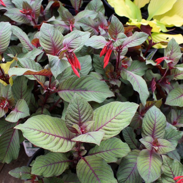 Fuschia Assorted Fuchsia, 1 Gallon Annual