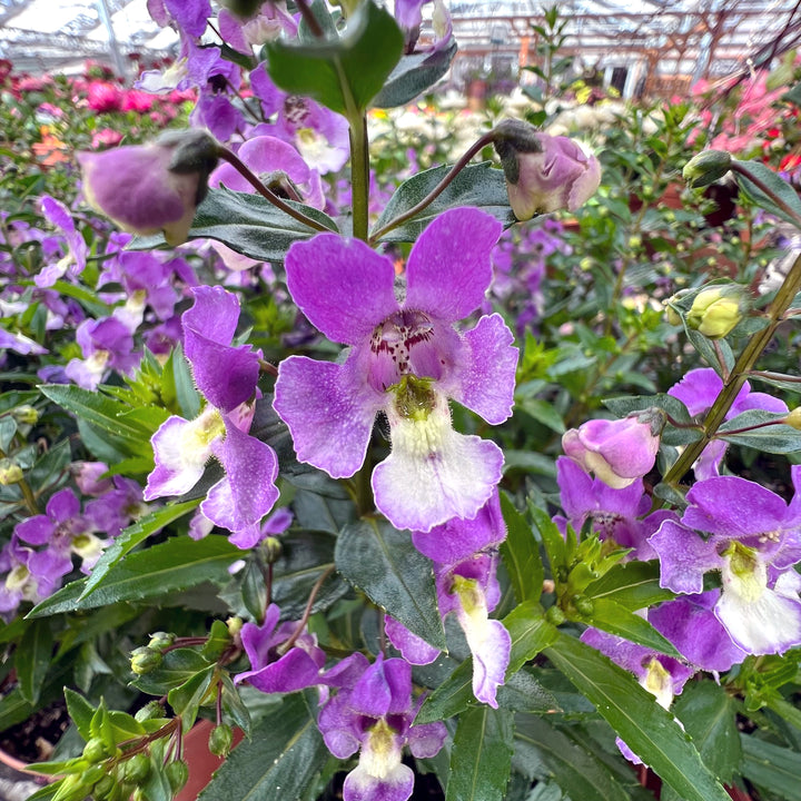 Angelonia Assorted Angelonia, 6 Inch Annual