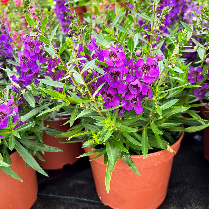 Angelonia Assorted Angelonia, 6 Inch Annual