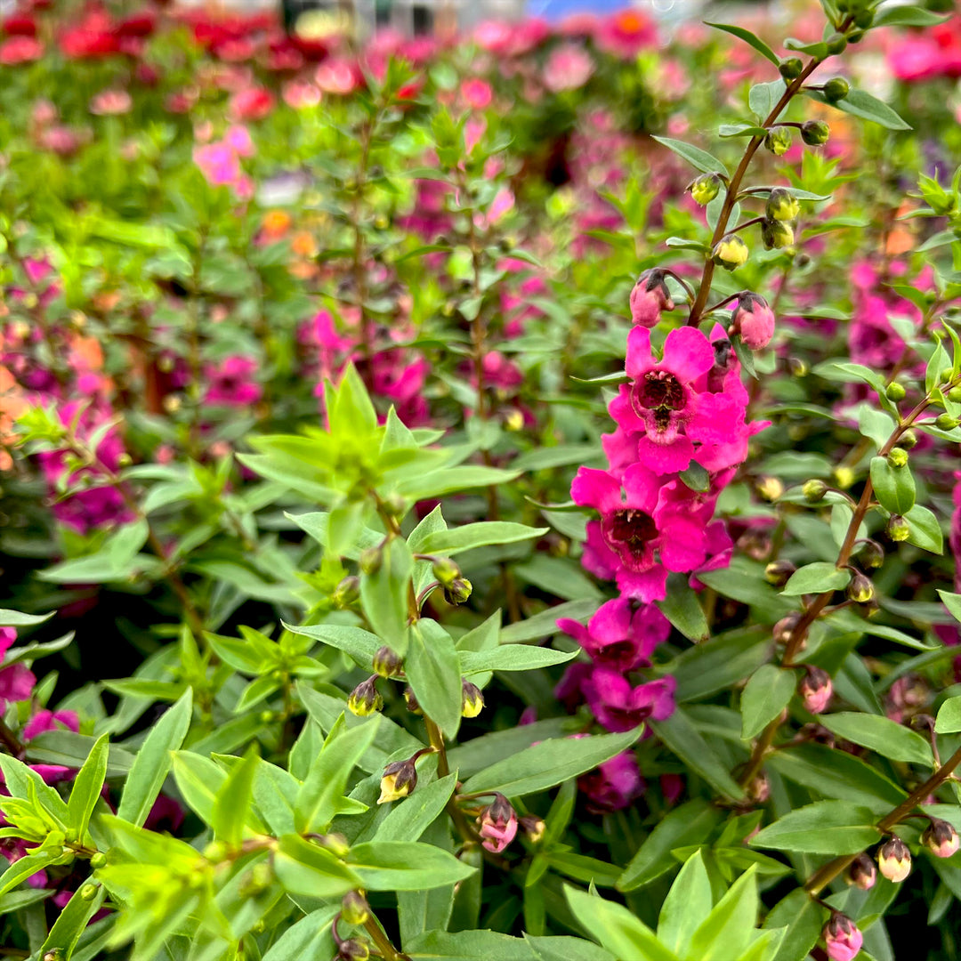 Angelonia Assorted Angelonia, 6 Inch Annual