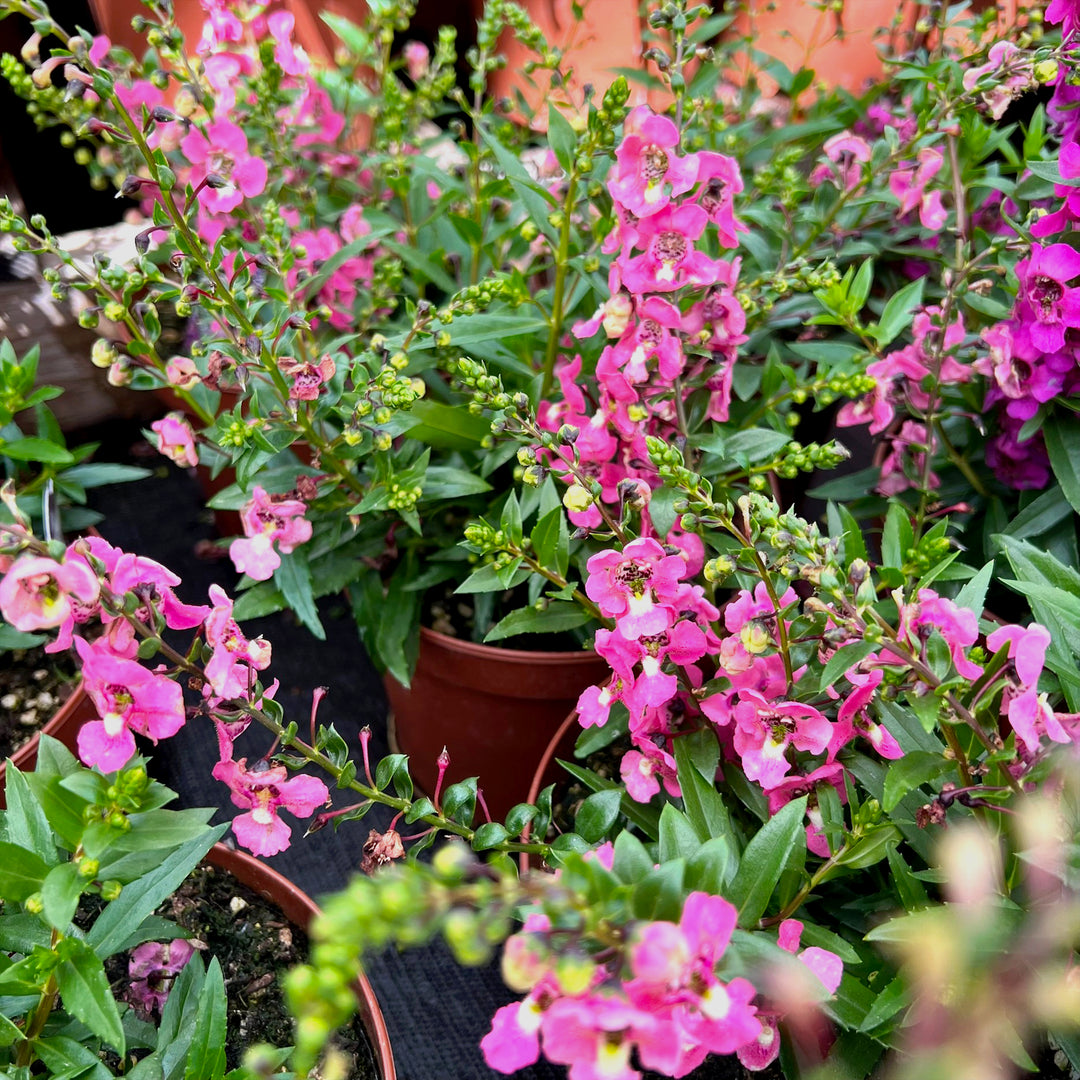 Angelonia Assorted Angelonia, 6 Inch Annual