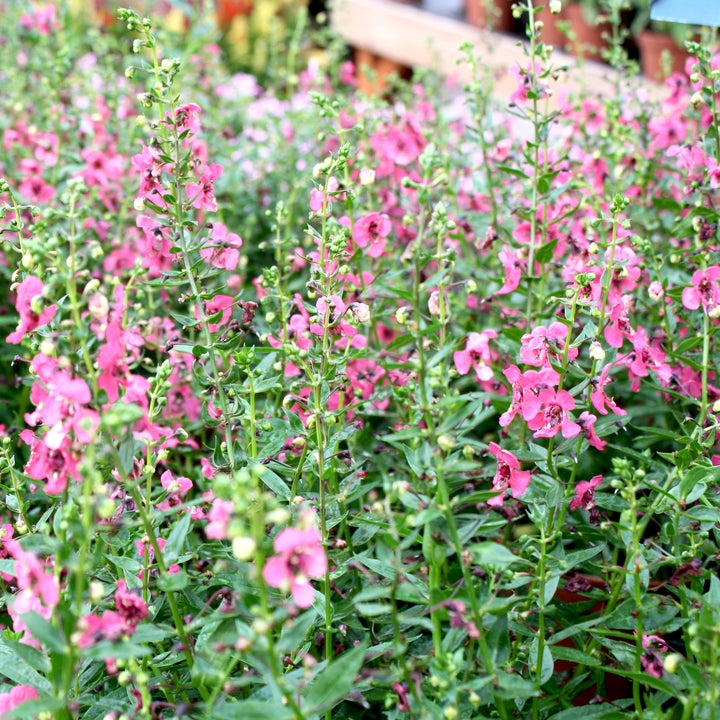 Angelonia Assorted Angelonia, 6 Inch Annual