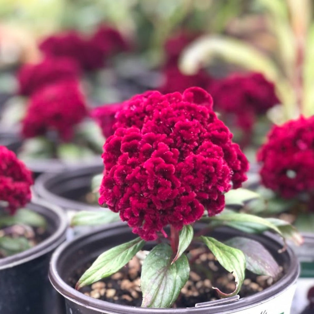 Celosia Assorted Celosia, 1 Gallon Annual