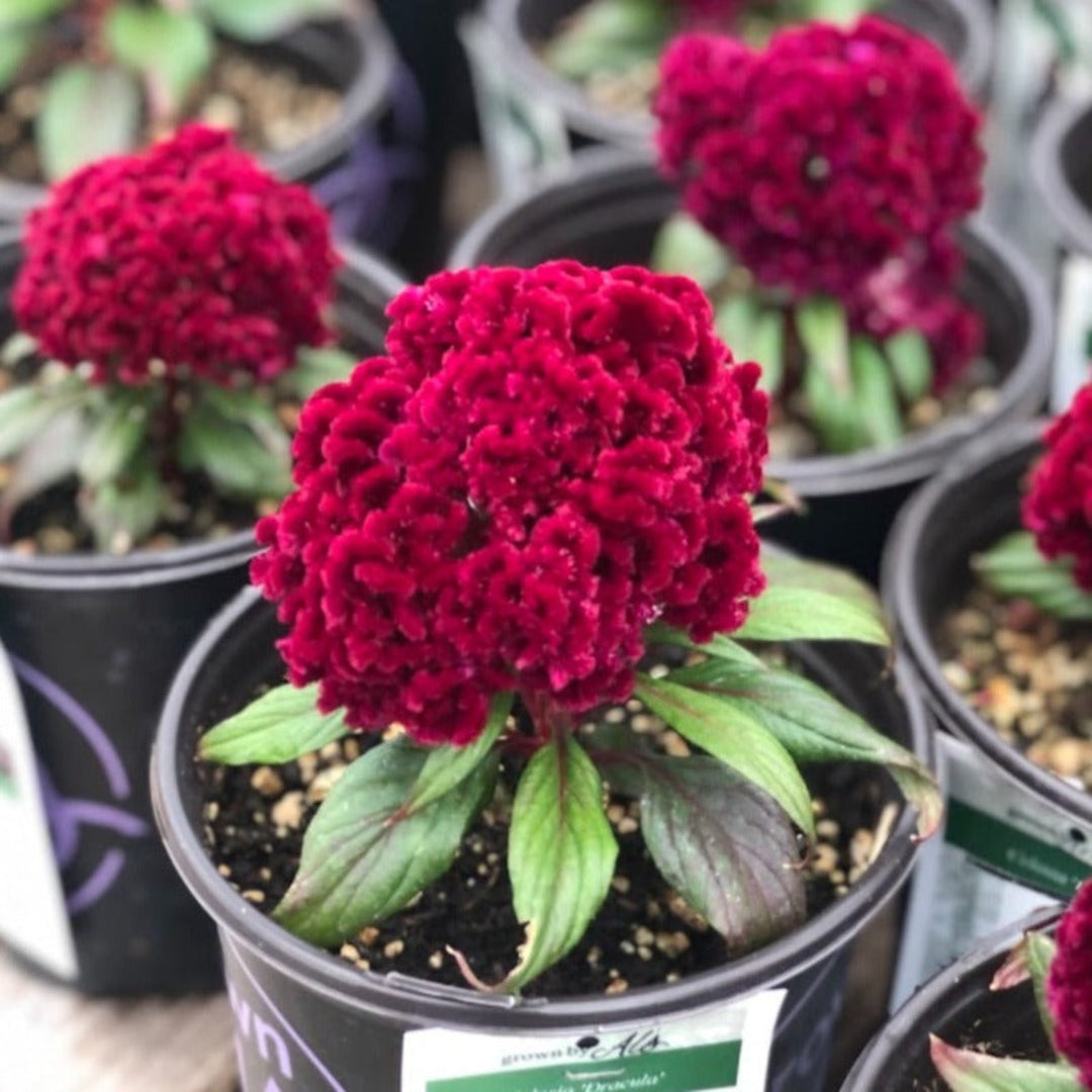 Celosia Assorted Celosia, 1 Gallon Annual
