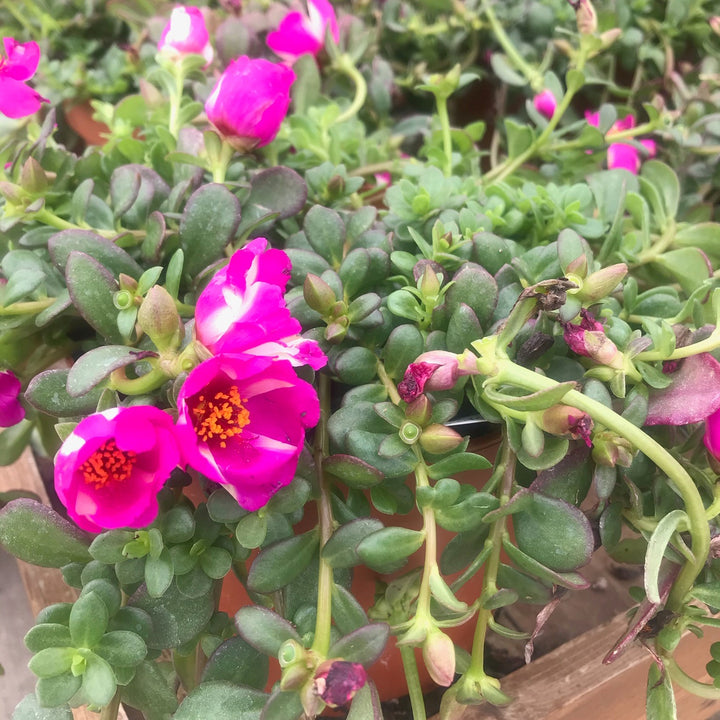 Portulaca Assorted Portulaca, 6 Inch Annual