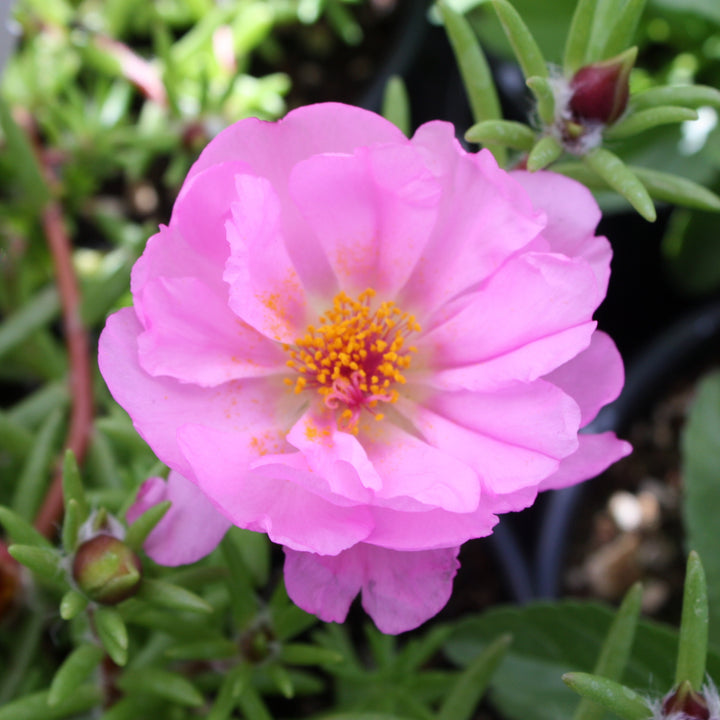 Portulaca Assorted Portulaca, 6 Inch Annual