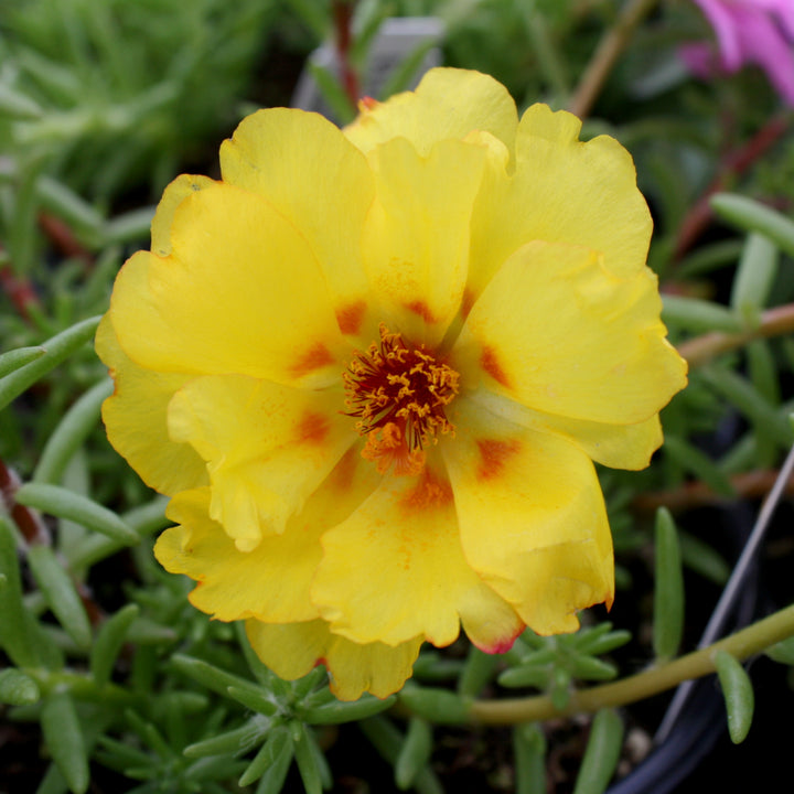 Portulaca Assorted Portulaca, 6 Inch Annual
