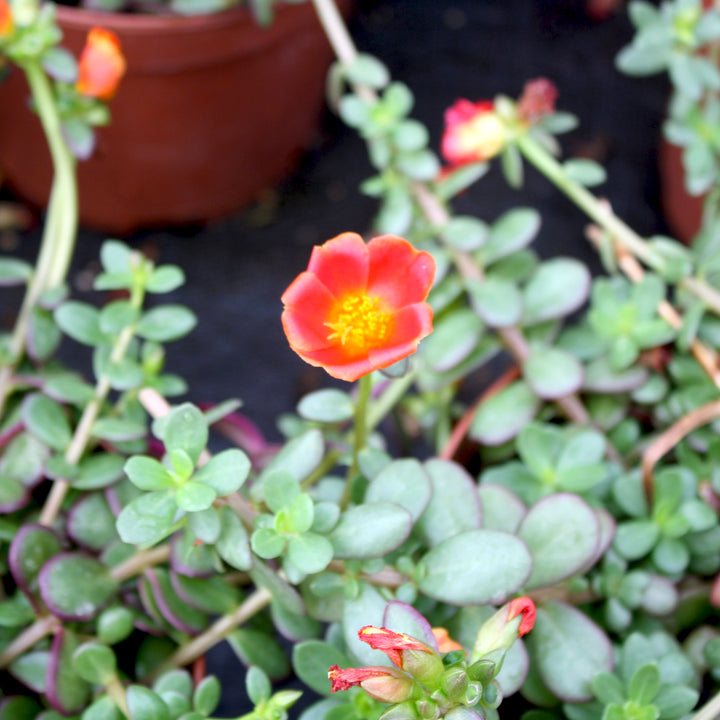 Portulaca Assorted Portulaca, 6 Inch Annual
