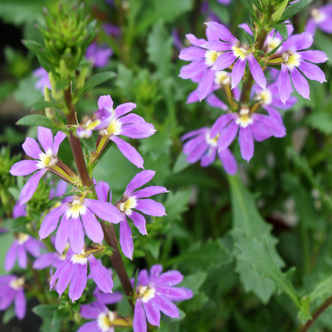 Scaevola aemula 'Purple Haze' Fan Flower, 6 Inch Annual