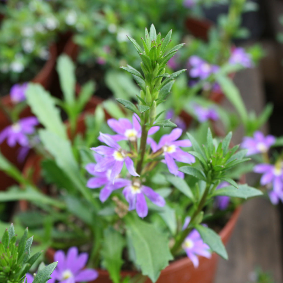 Scaevola aemula 'Purple Haze' Fan Flower, 6 Inch Annual