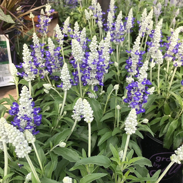 Salvia Assorted Salvia, 1 Gallon Annual