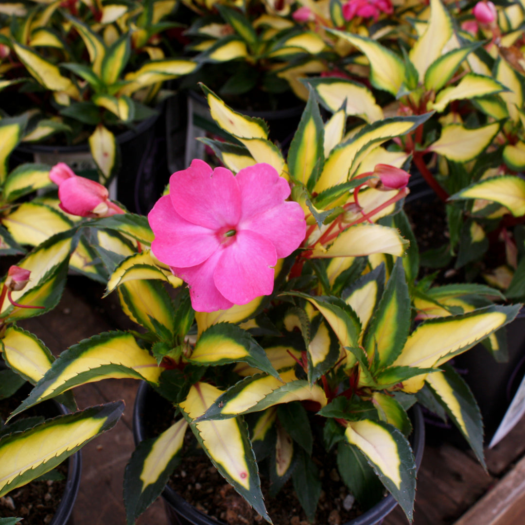 Impatiens x Assorted SunPatiens, 1 Gallon Annual