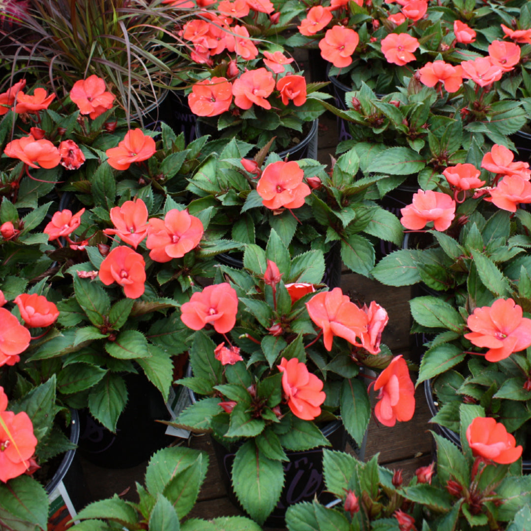 Impatiens x Assorted SunPatiens, 1 Gallon Annual
