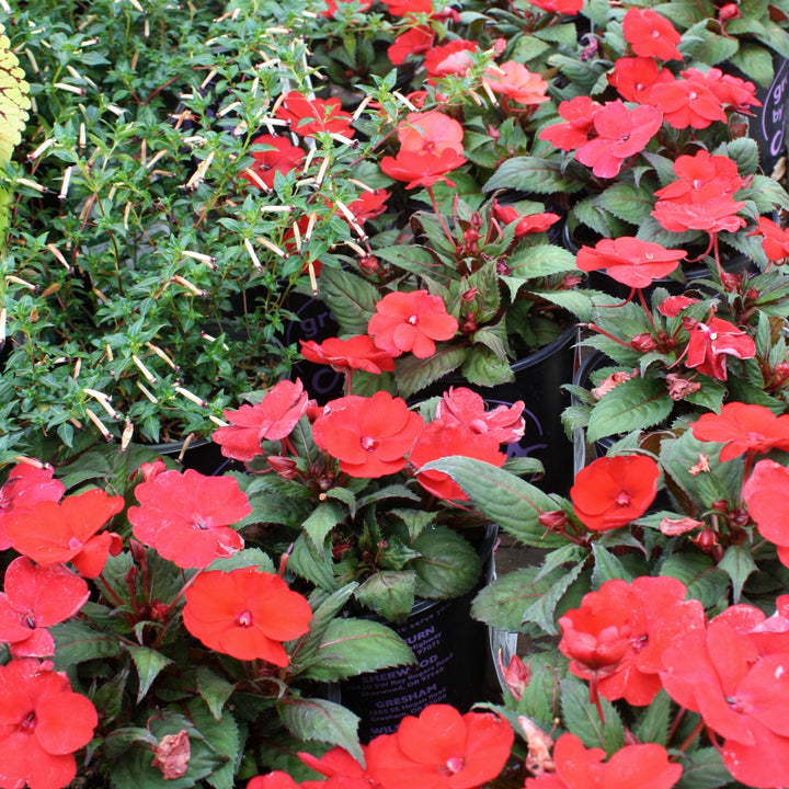 Impatiens x Assorted SunPatiens, 1 Gallon Annual