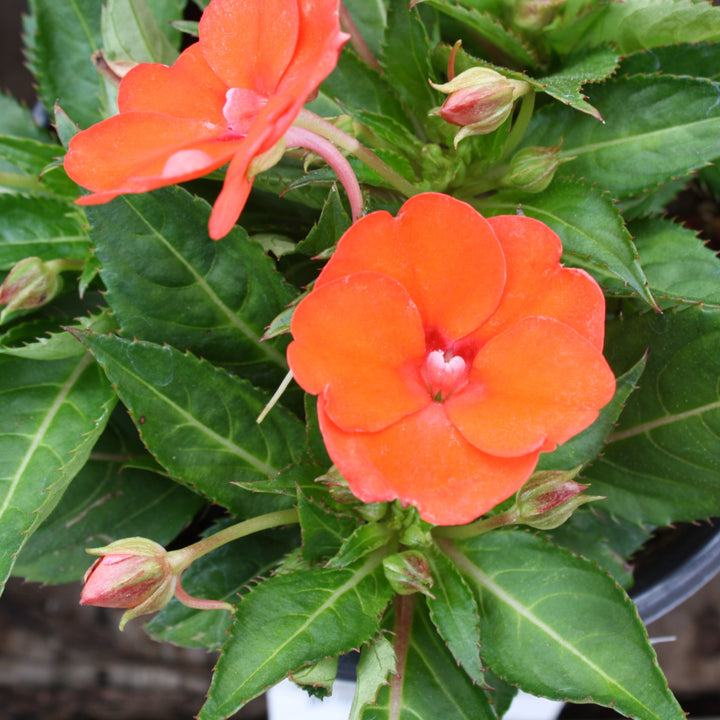 Impatiens x Assorted SunPatiens, 1 Gallon Annual