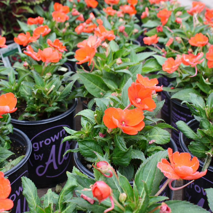 Impatiens x Assorted SunPatiens, 1 Gallon Annual