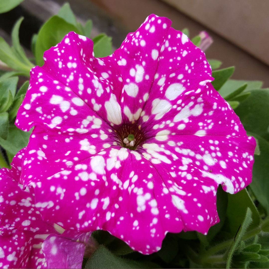 Petunia x 'KLEPH22684' Headliner™ Pink Sky Premium Petunia, 4 Inch Annual