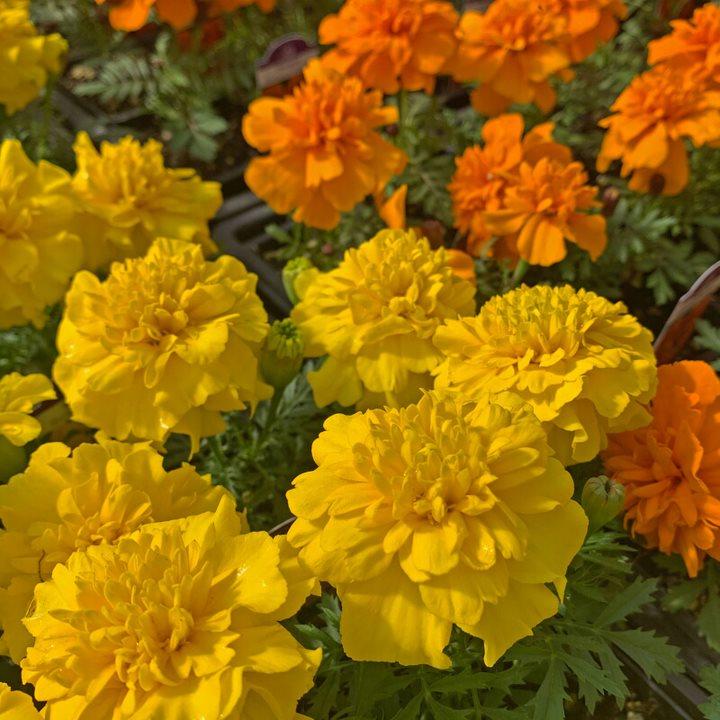 Tagetes patula 'Fireball' Marigold, 1 Quart Annual