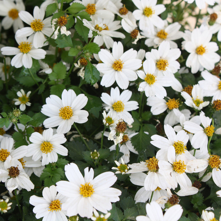 Bidens ferulifolia 'White Delight' Bidens, 4 Inch Annual