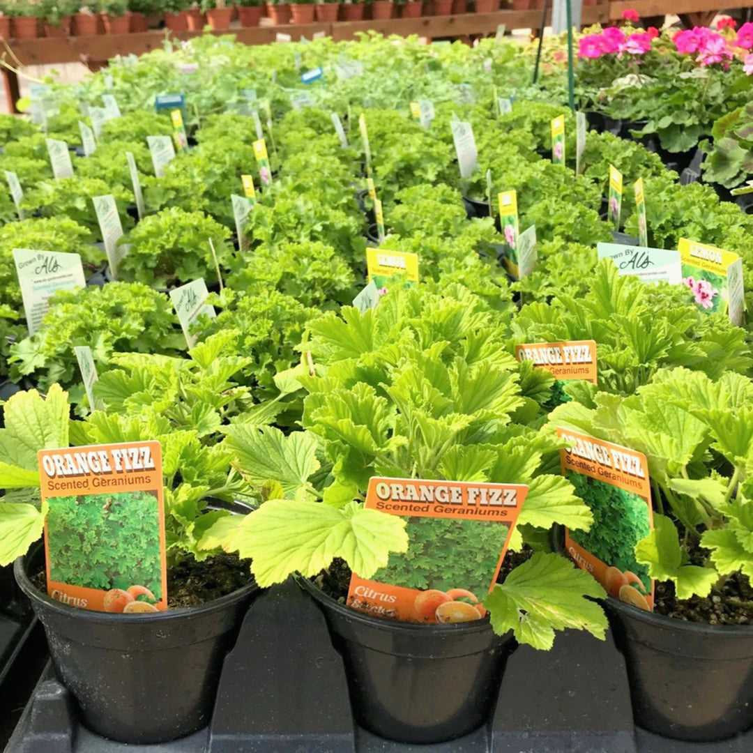 Pelargonium x 'Orange Fizz' Scented Geranium, 1 Quart Annual