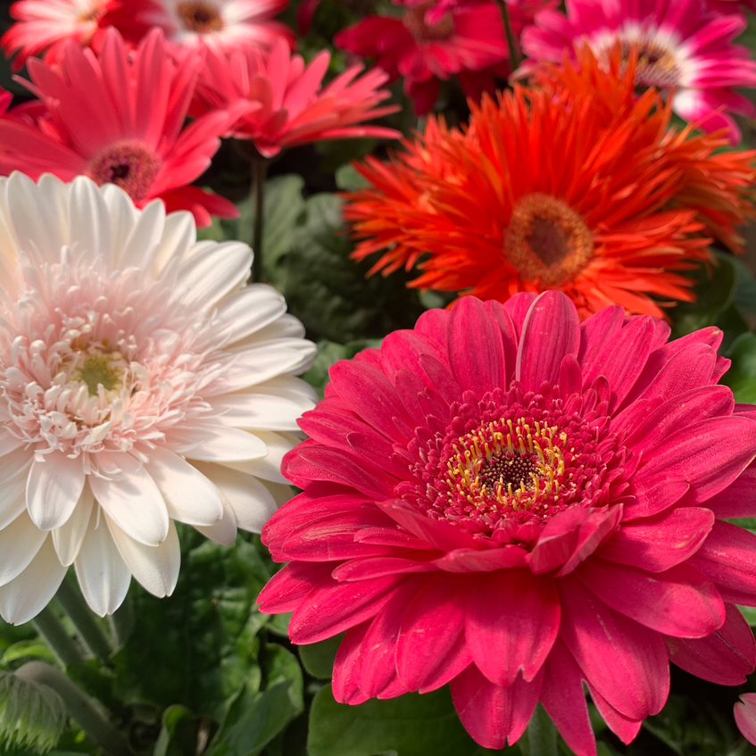 Gerbera jamesonii Assorted Gerbera Daisy, 1 Quart Annual