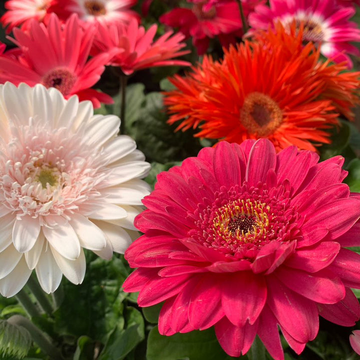 Gerbera jamesonii Assorted Gerbera Daisy, 1 Quart Annual
