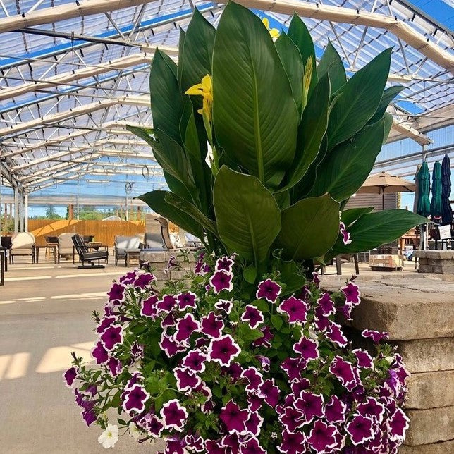 Grown By Al's Mix Combo Planter, X-Large Annual