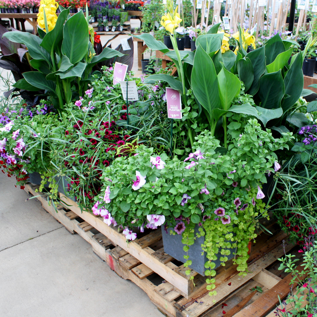 Grown By Al's Mix Combo Planter, X-Large Annual