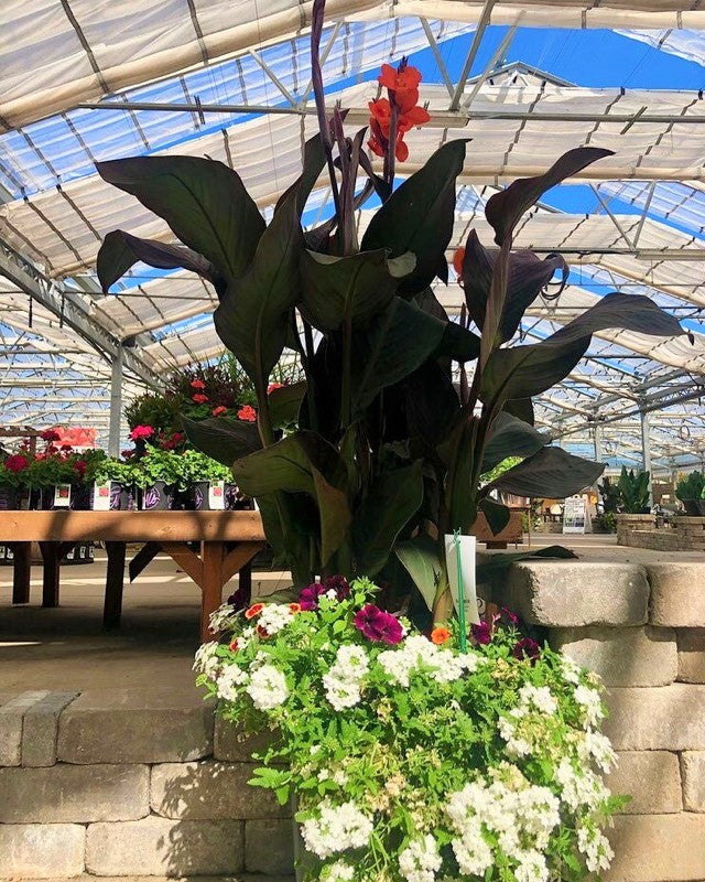 Grown By Al's Mix Combo Planter, X-Large Annual