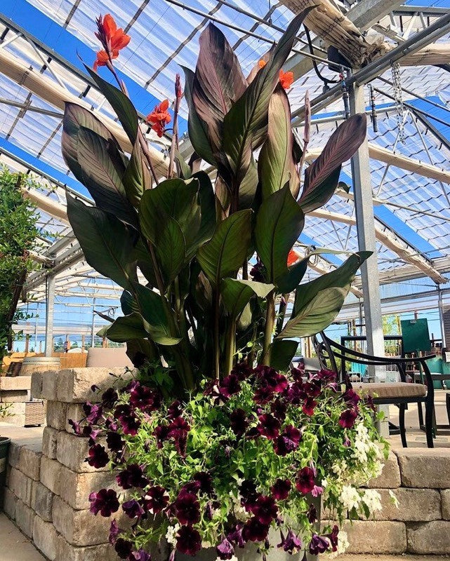 Grown By Al's Mix Combo Planter, X-Large Annual