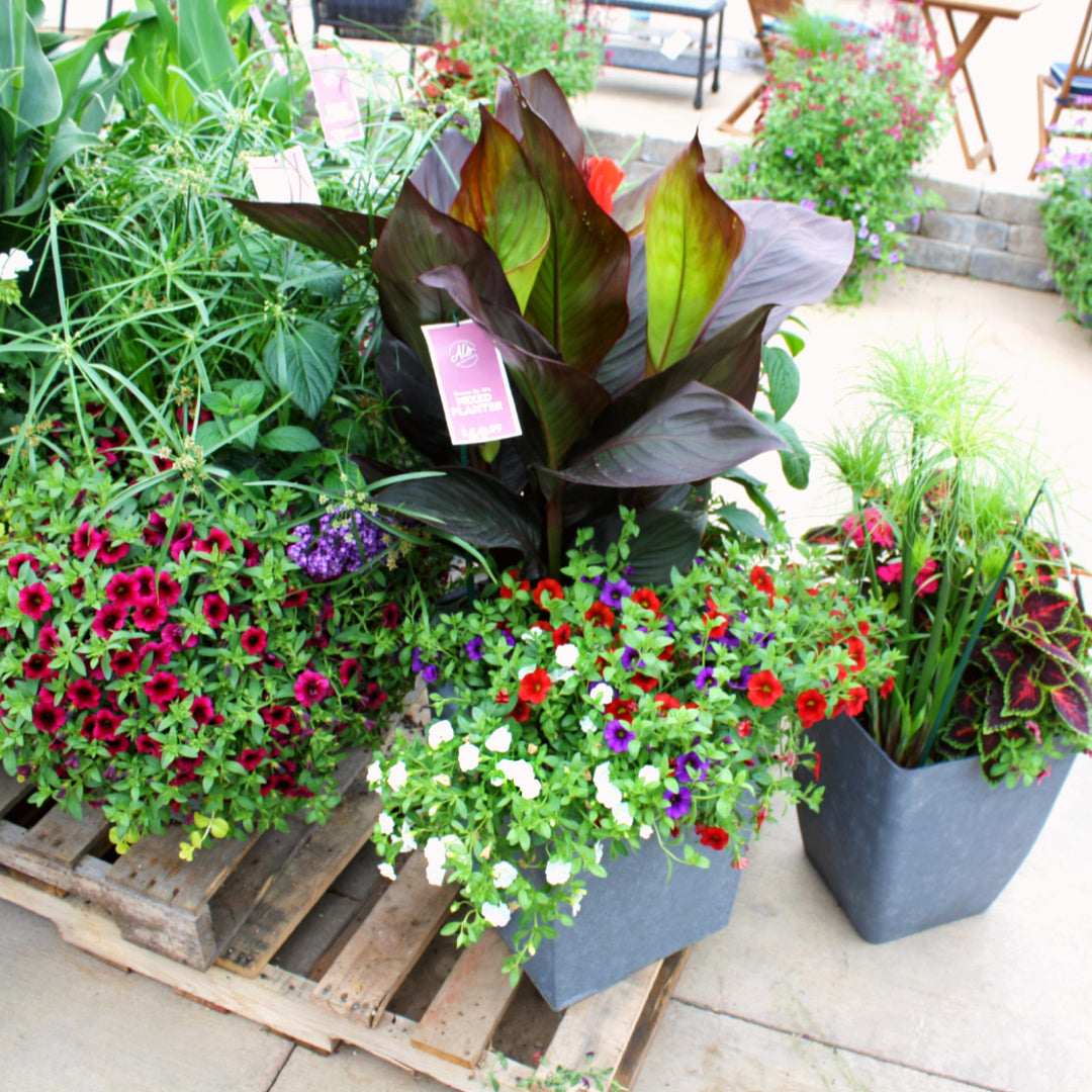 Grown By Al's Mix Combo Planter, X-Large Annual