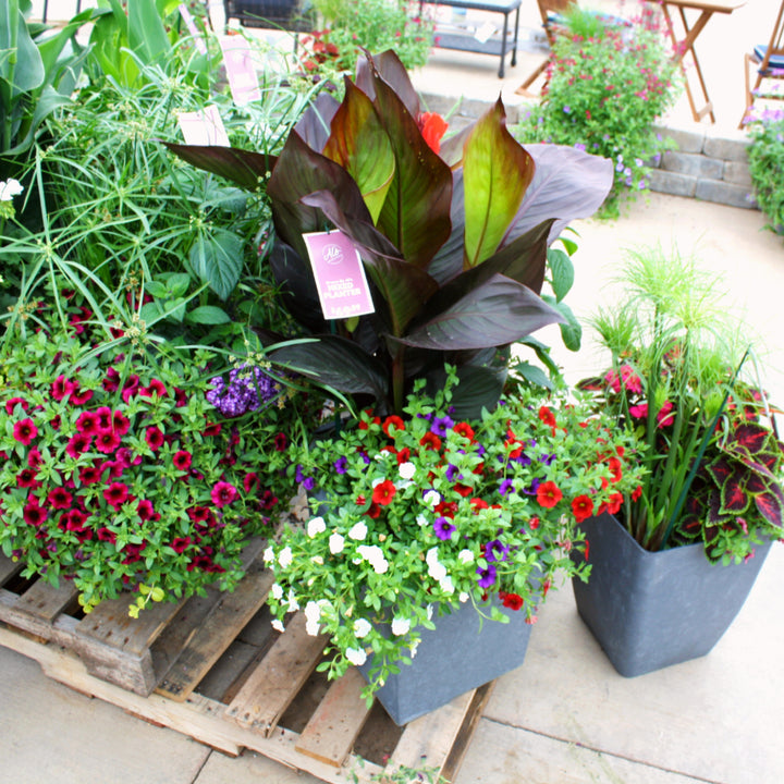 Grown By Al's Mix Combo Planter, X-Large Annual