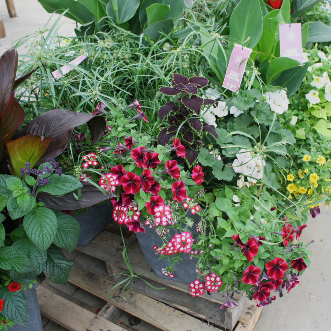 Grown By Al's Mix Combo Planter, X-Large Annual