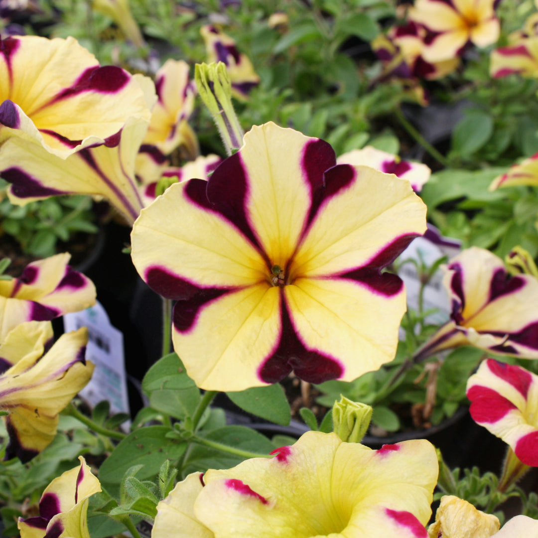 Petunia x 'Amore Heart And Soul' Premium Petunia, 4 Inch Annual