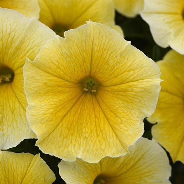 Petunia x hybrida 'Balcobees' PP32448 Bee's Knees Premium Petunia, 4 Inch Annual