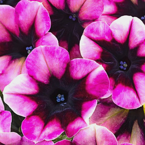 Petunia x 'Blackberry Jam' Crazytunia® Blackberry Jam Premium Petunia, 4 Inch Annual
