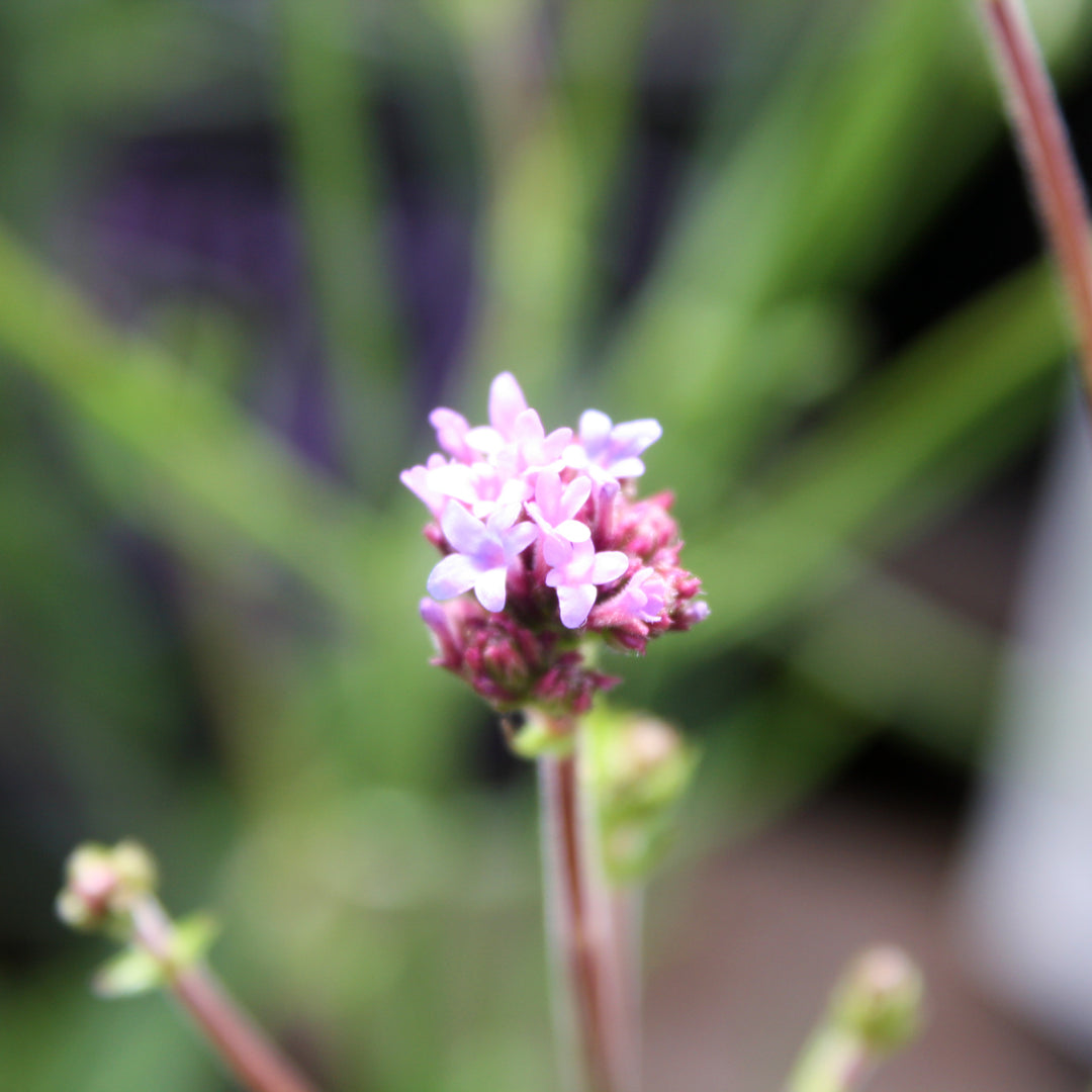 Verbena Assorted Verbena, 1 Gallon Annual