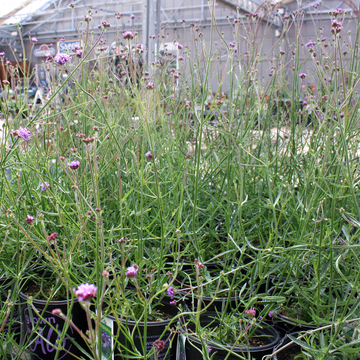 Verbena Assorted Verbena, 1 Gallon Annual