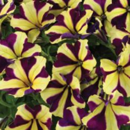 Petunia x 'Amore Heart And Soul' Premium Petunia, 1 Quart Annual