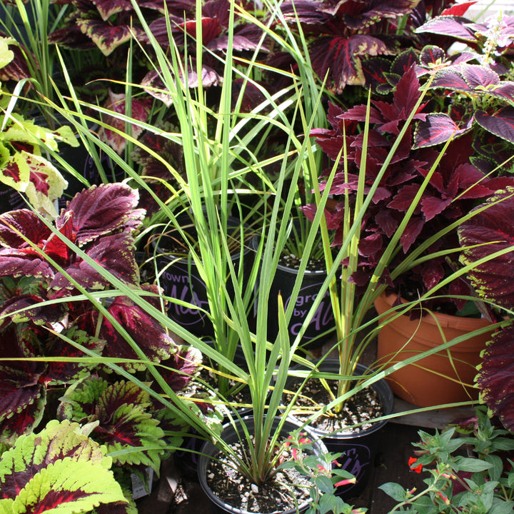 Dracaena Dracaena, 1 Gallon Annual