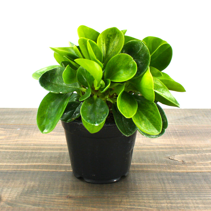 Al's Garden & Home 'Lemon Lime' Baby Rubber Plant (Peperomia obtusifolia), 4 Inch houseplant