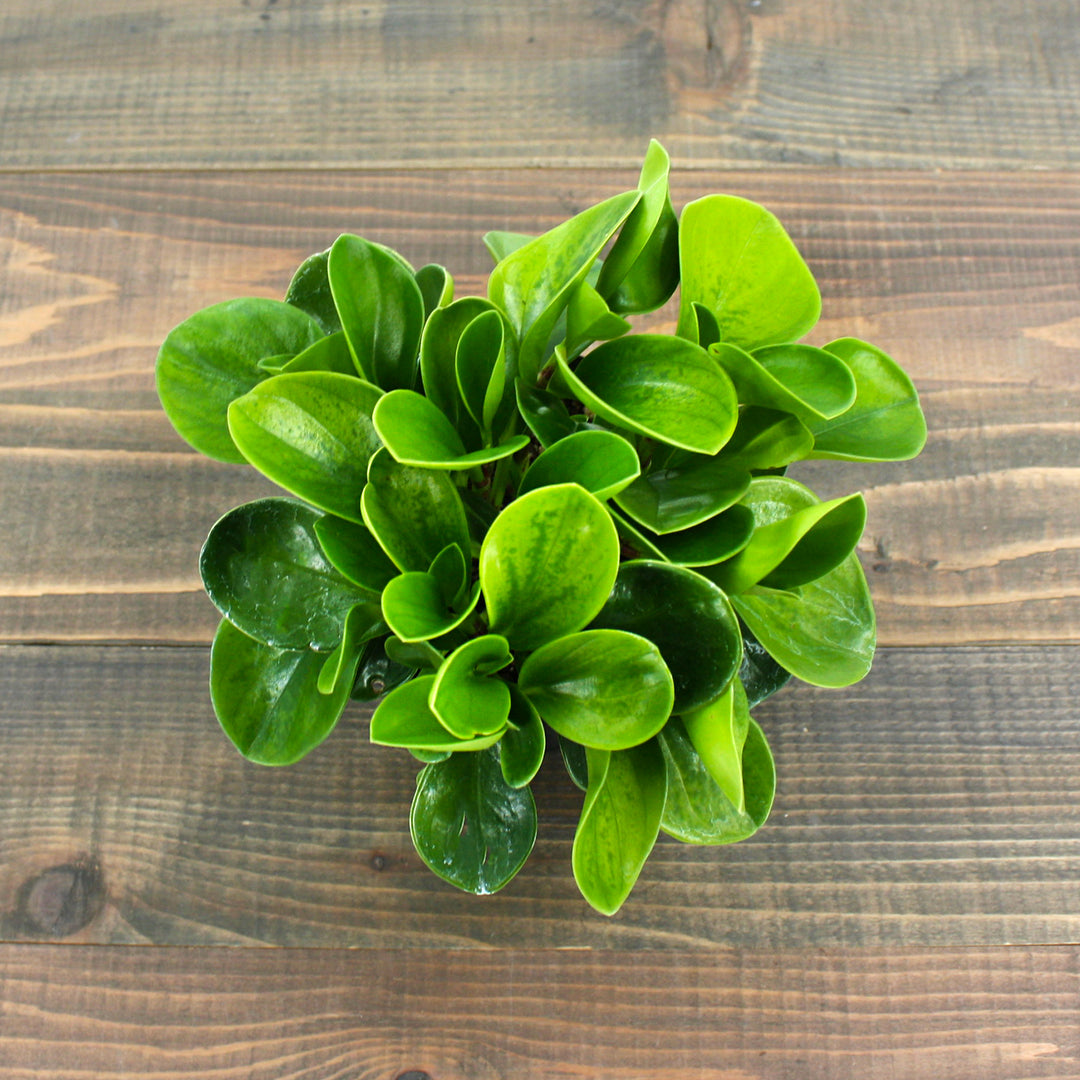 Peperomia obtusifolia 'Lemon Lime' Peperomia, 4 Inch Houseplant