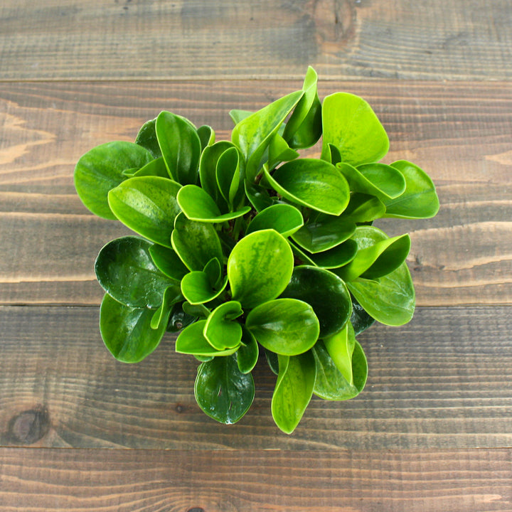 Peperomia obtusifolia 'Lemon Lime' Peperomia, 4 Inch Houseplant