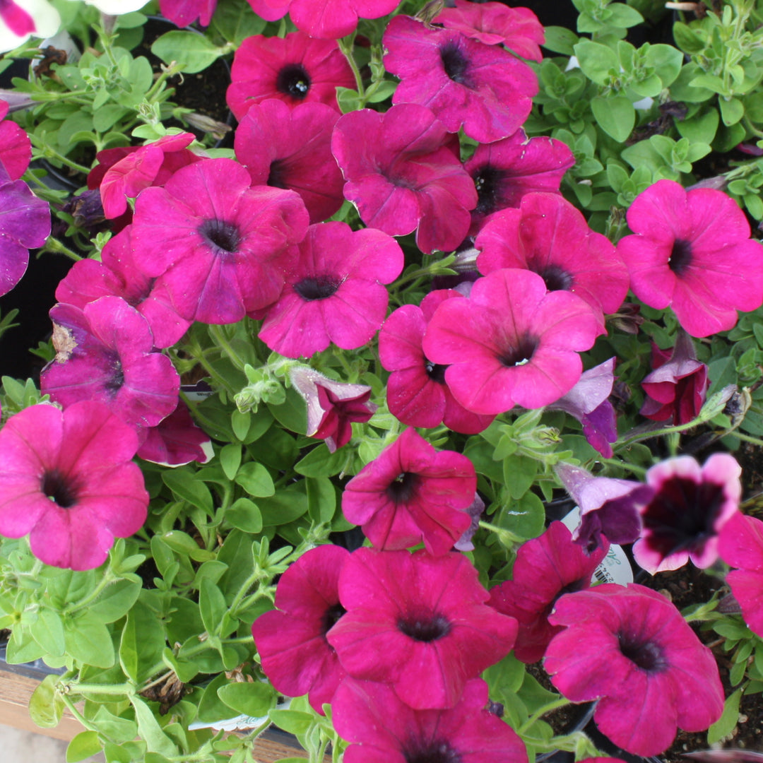 Petunia x 'Big Deal Finger Paint' Premium Petunia, 4 Inch Annual