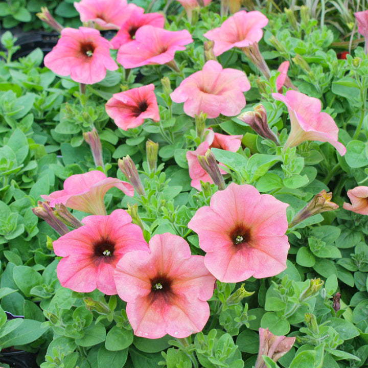 Petunia x 'Sanguna Mango Punch' Premium Petunia, 4 Inch Annual