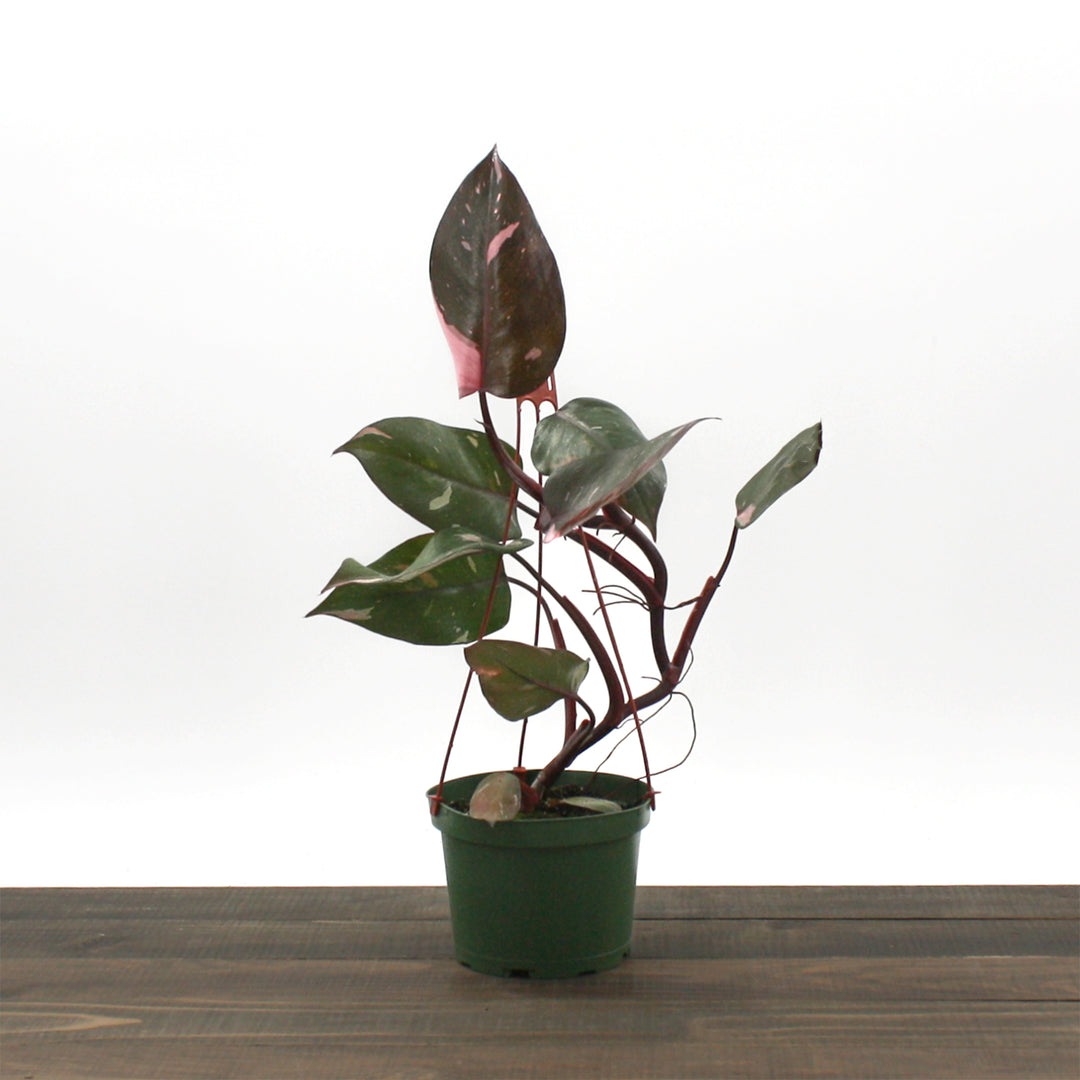 Philodendron erubescens 'Pink Princess' Philodendron, 6 Inch Houseplant