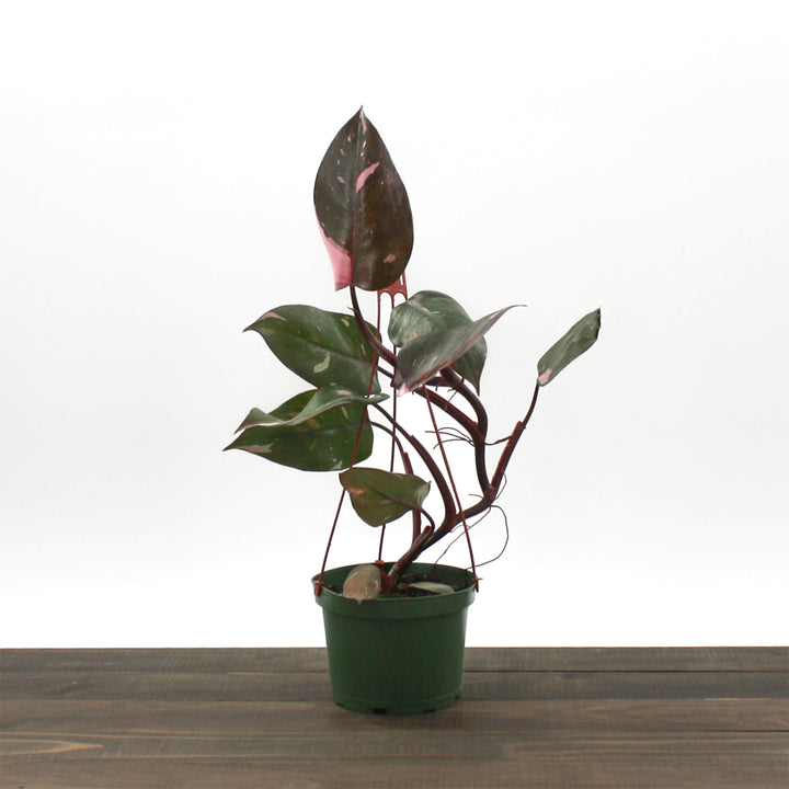 Philodendron erubescens 'Pink Princess' Philodendron, 6 Inch Houseplant