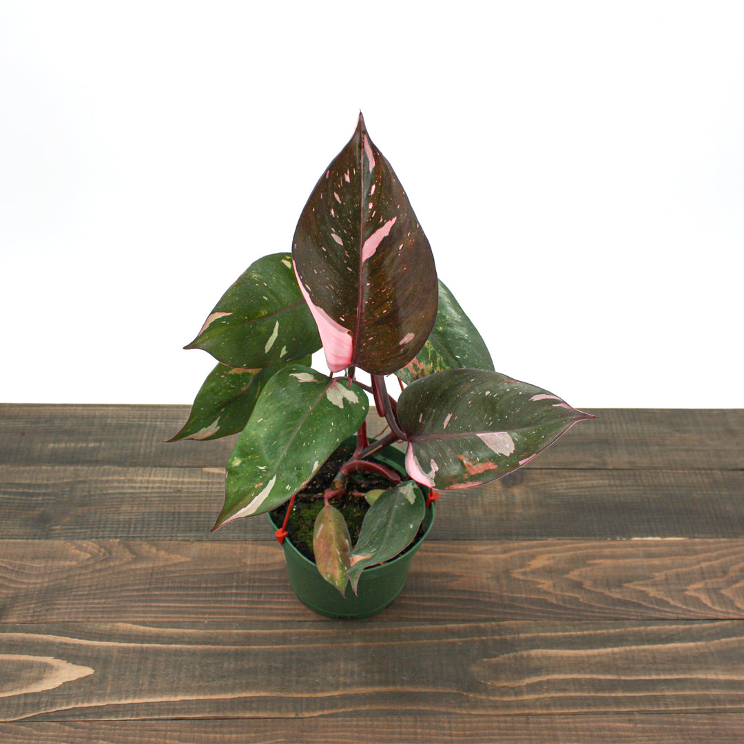 Philodendron erubescens 'Pink Princess' Philodendron, 6 Inch Houseplant